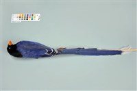臺灣藍鵲藏品圖，第6張
